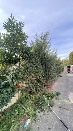 Taille des arbustes et massifs dans l'Essonne