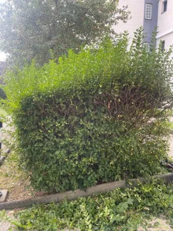 Taille de haie en entretien des espaces verts